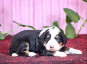 tri-colored mini bernedoodle near Chicago Illinois