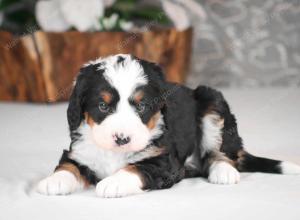 tri-colored mini bernedoodle near Chicago Illinois