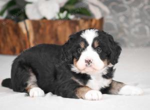 tri-colored mini bernedoodle near Chicago Illinois