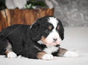 tri-colored mini bernedoodle near Chicago Illinois