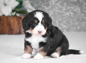 tri-colored mini bernedoodle near Chicago Illinois