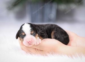 tri-colored mini bernedoodle near Chicago Illinois