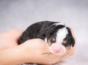 tri-colored mini bernedoodle near Chicago Illinois