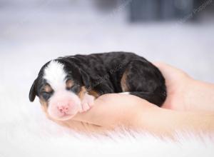 tri-colored mini bernedoodle near Chicago Illinois