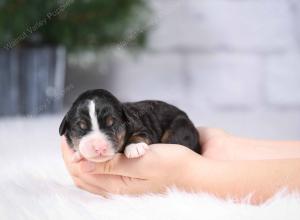 tri-colored mini bernedoodle near Chicago Illinois