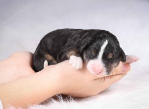 tri-colored mini bernedoodle near Chicago Illinois