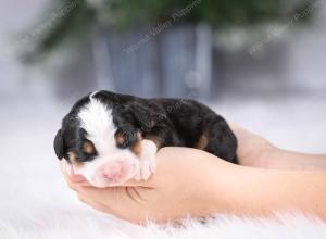 tri-colored mini bernedoodle near Chicago Illinois