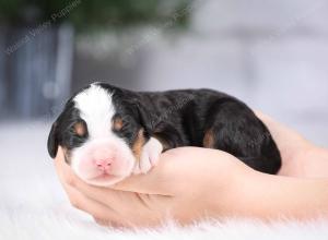 tri-colored mini bernedoodle near Chicago Illinois