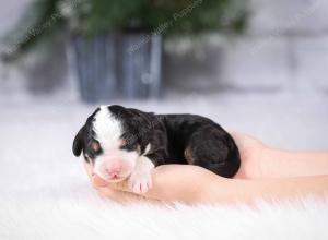 tri-colored mini bernedoodle near Chicago Illinois