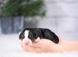 tri-colored mini bernedoodle near Chicago Illinois