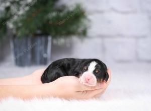 tri-colored mini bernedoodle near Chicago Illinois