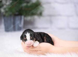 tri-colored mini bernedoodle near Chicago Illinois