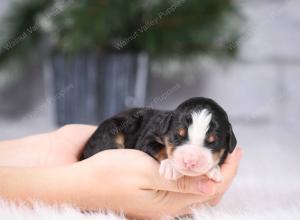 tri-colored mini bernedoodle near Chicago Illinois