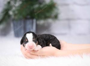 tri-colored mini bernedoodle near Chicago Illinois