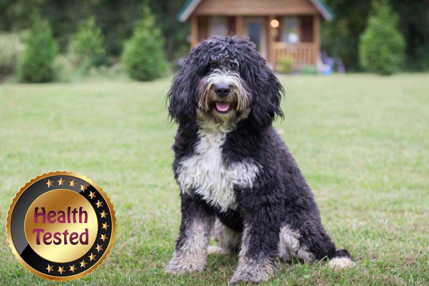 F1b 2024 standard bernedoodle