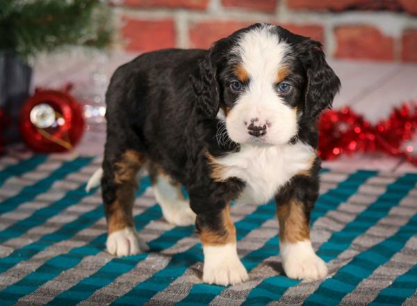 bernedoodle puppies mini