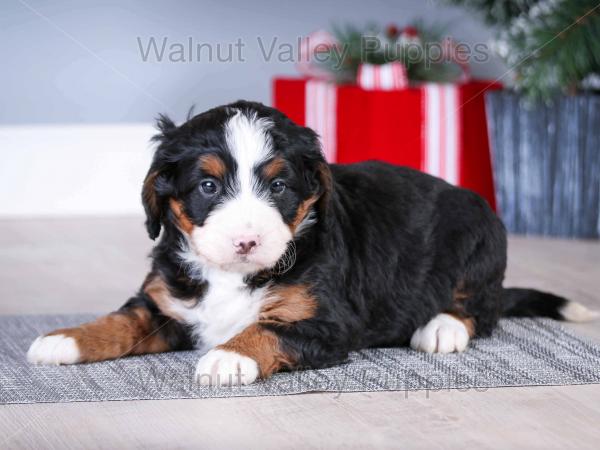 Bernedoodle mini hot sale adult