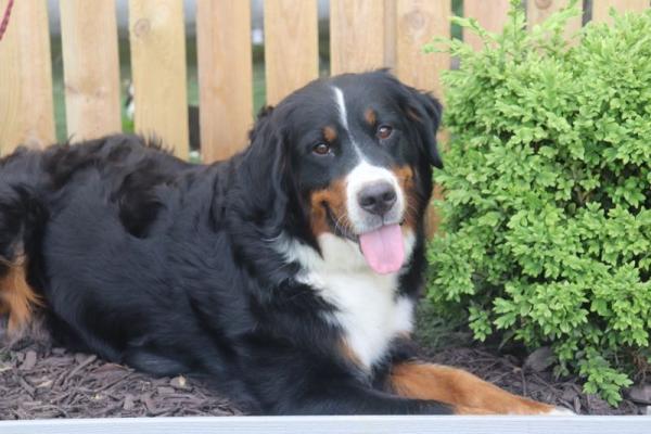 Bernese Mountain Dog mom 