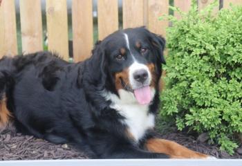 Bernese Mountain Dog mom 