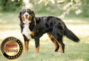 Bernese Mountain Dog 