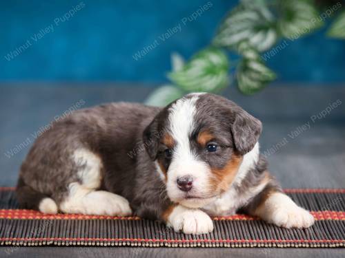 Jack at 3 weeks old. 