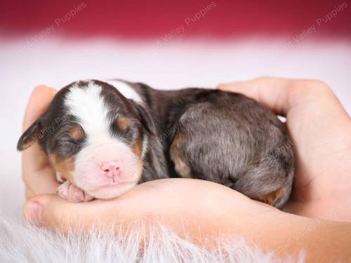 Jack at 3 days old. 