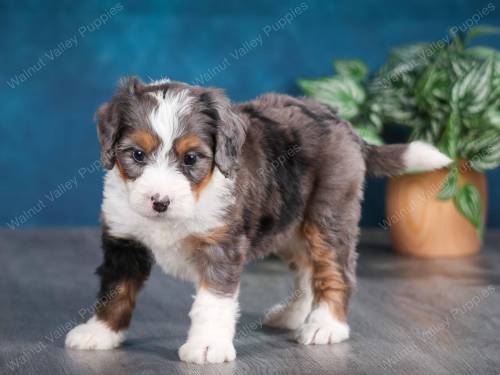 Josie at 5 Weeks old 