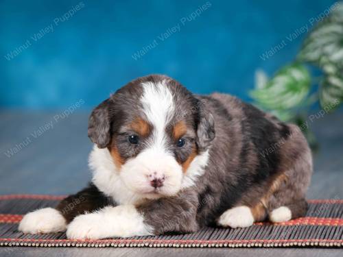 Josie at 3 Weeks old 