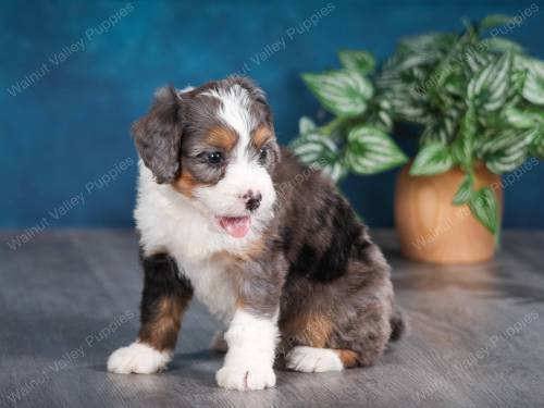 Josie at 5 Weeks old 