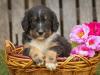 Standard Bernedoodle Puppy vs Adult 